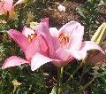 Algarve Lily / Lilium 